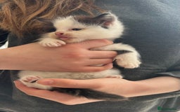 British Shorthair cats for sale: Kittens - Image 11