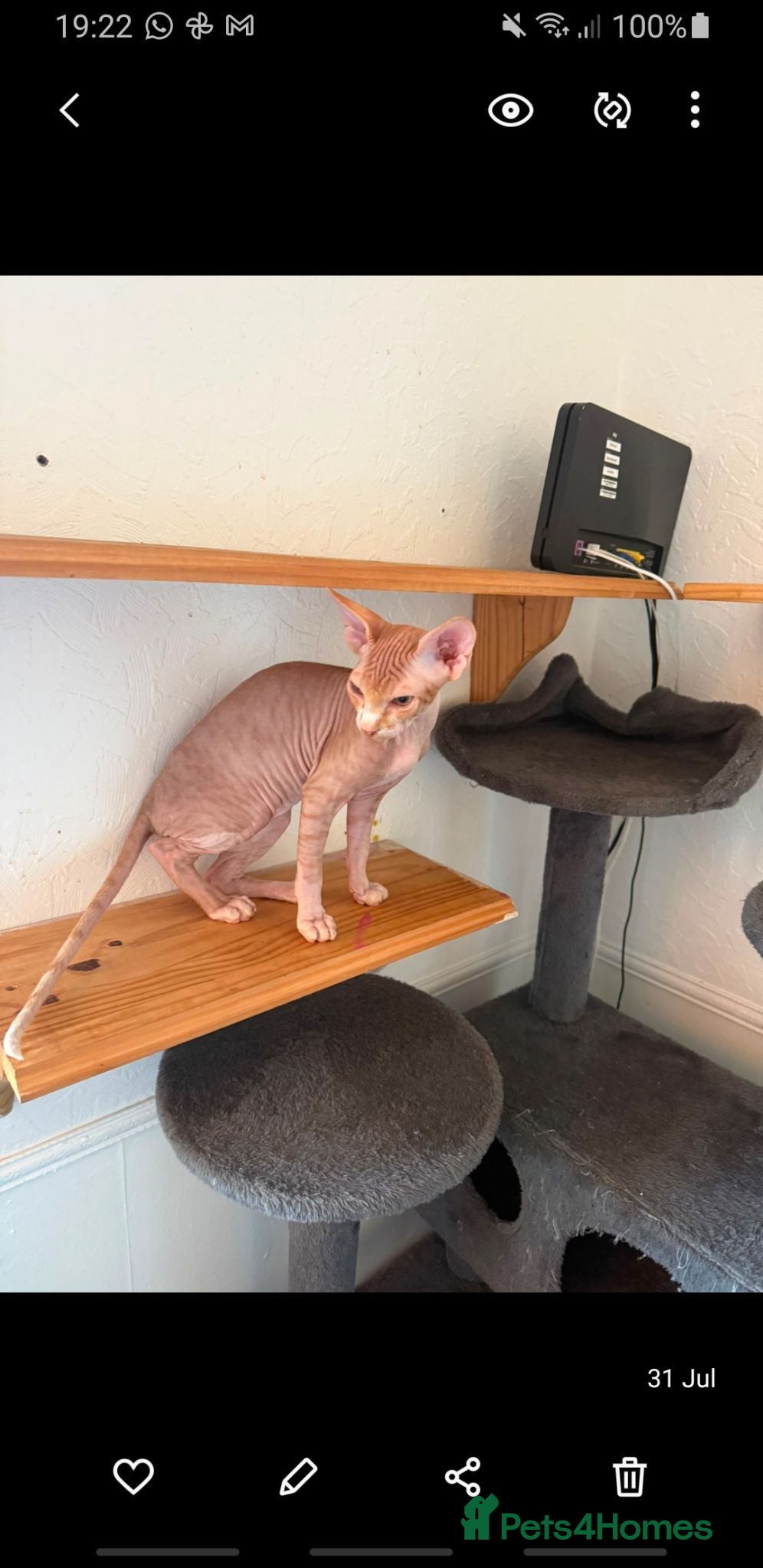 Sphynx cats Only 1 Sphynx baby boy left ready now!  - Advert 15