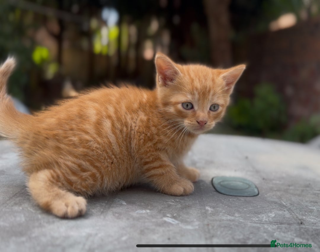 Mixed Breed cats for sale: Stunning Gingerbread male kitten - Image 5