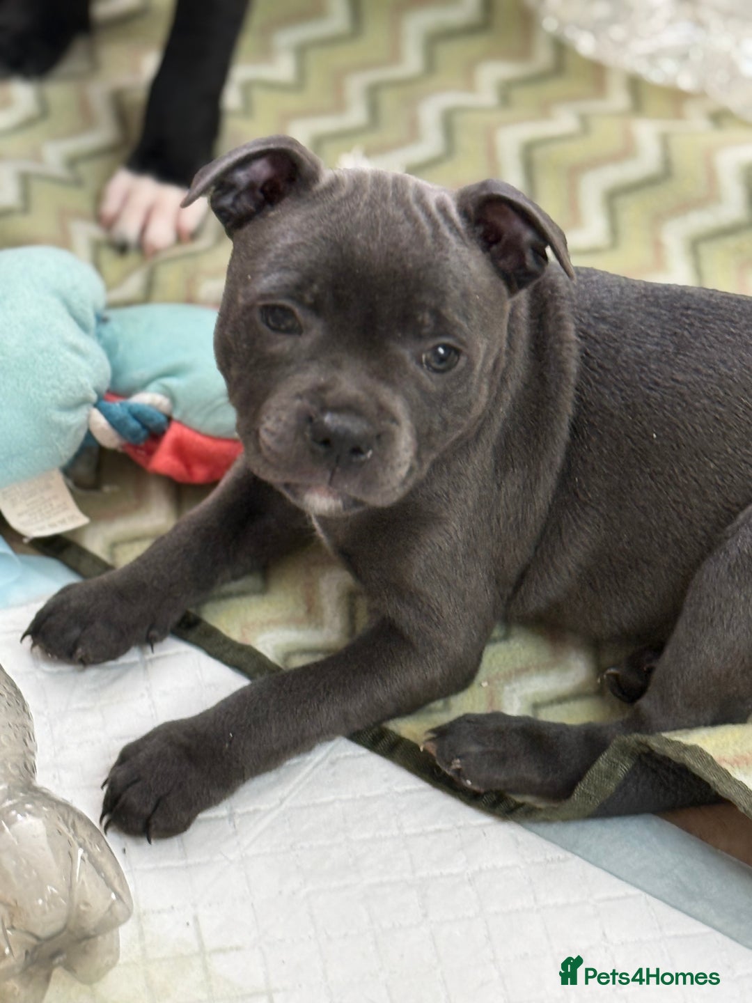 Staffordshire Bull Terrier dogs for sale: Stunning Staffordshire Bull Terrier pups   in Farnborough - Image 33