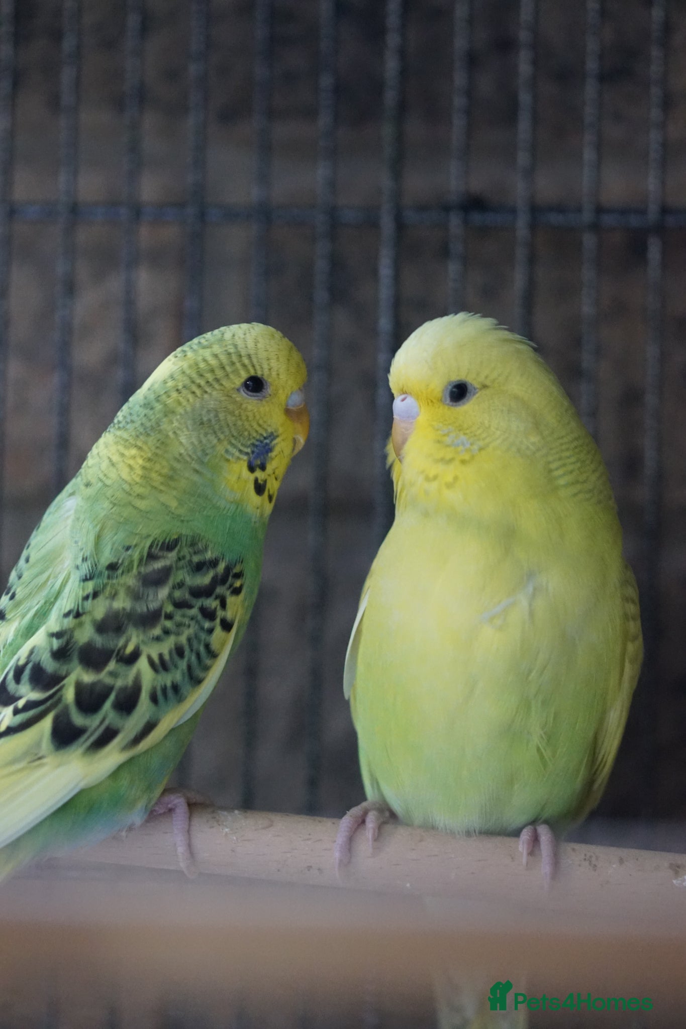 Budgerigars birds  Budgies  - Advert 3