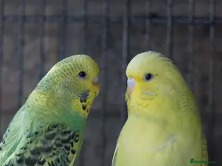 Budgerigars birds Budgies - Advert 3
