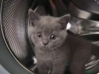 British Shorthair cats Beautiful Blue British Shorthair Kittens for Sale - Advert 3
