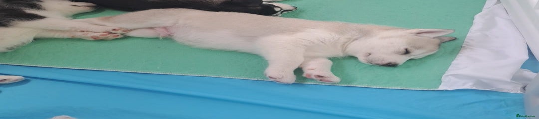 Siberian Husky Puppy 2
