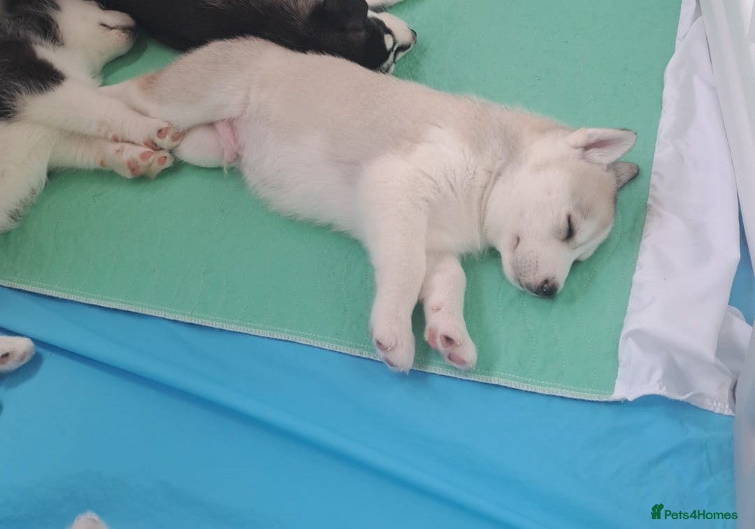 Siberian Husky dogs for sale: Huskie puppies - Image 2