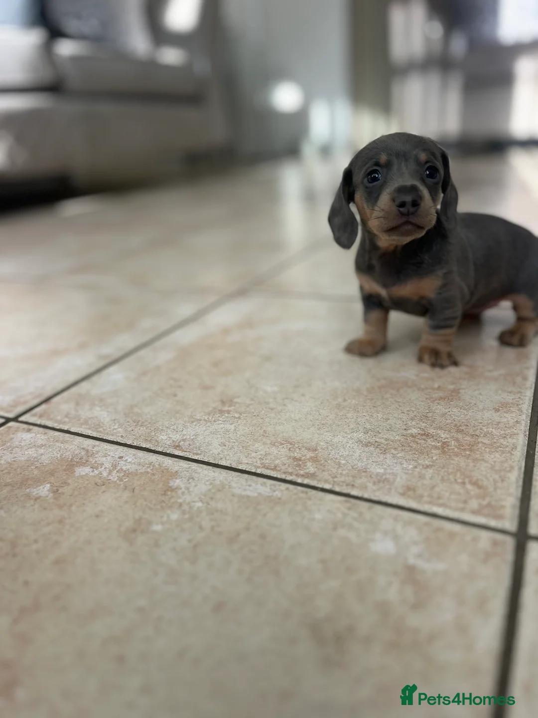 Miniature Dachshund dogs for sale: Stunning Dachshunds - Advert 7