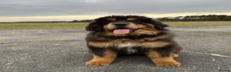 Tibetan Mastiff dogs for sale: Beautiful Tibetan Mastiff pup for sale  - Advert 3