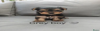 Yorkshire Terrier 3