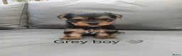Yorkshire Terrier dogs for sale: Beautiful Yorkshire Terrier Puppies  in Downpatrick - Advert 10