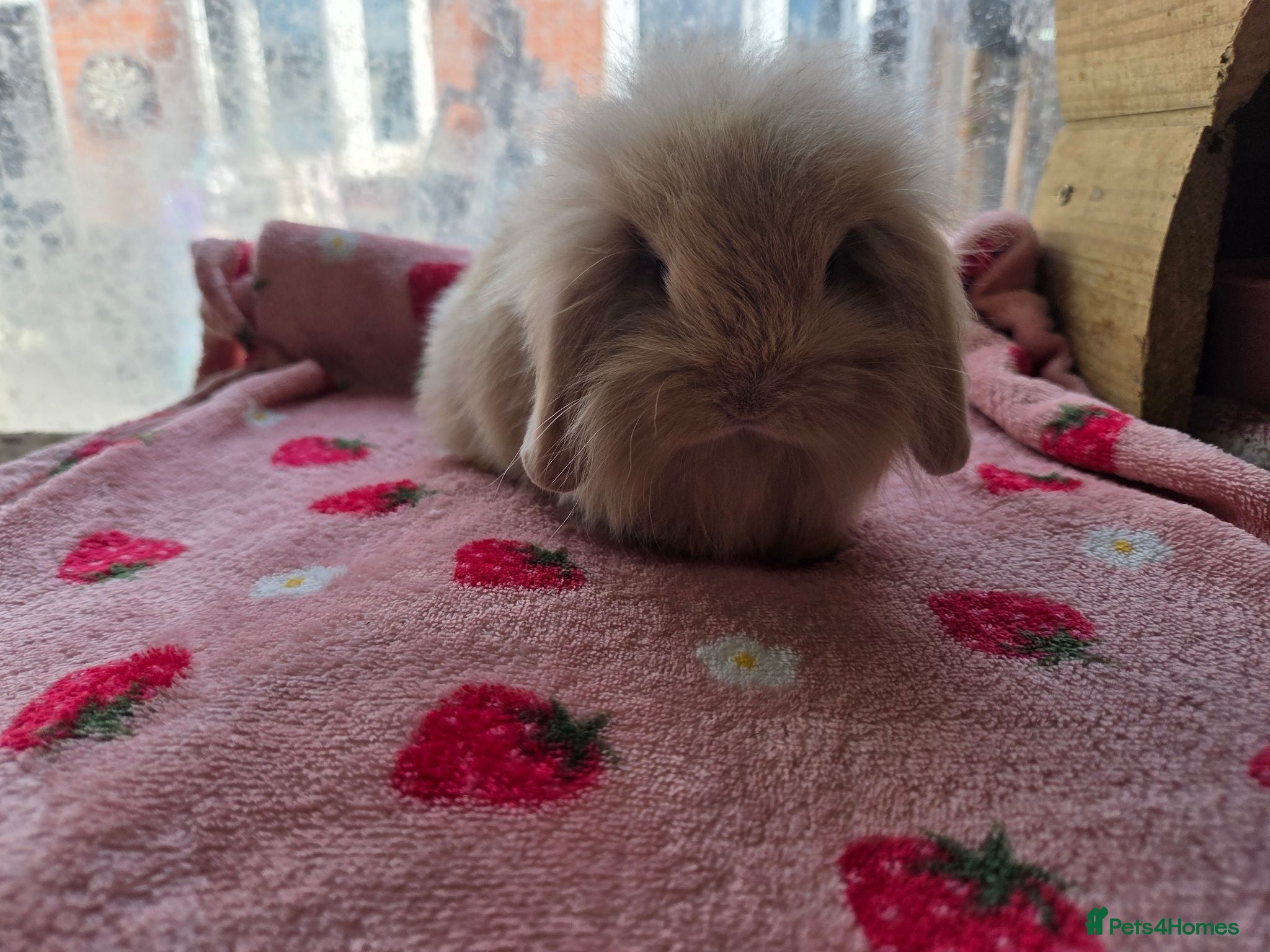 Mini Lion Lop rabbits True type Teddy lion lops ready to leave 21st Aug - Advert 1