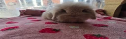 Mini Lion Lop rabbits for sale: True type Teddy lion lops ready to leave 21st Aug - Advert 1