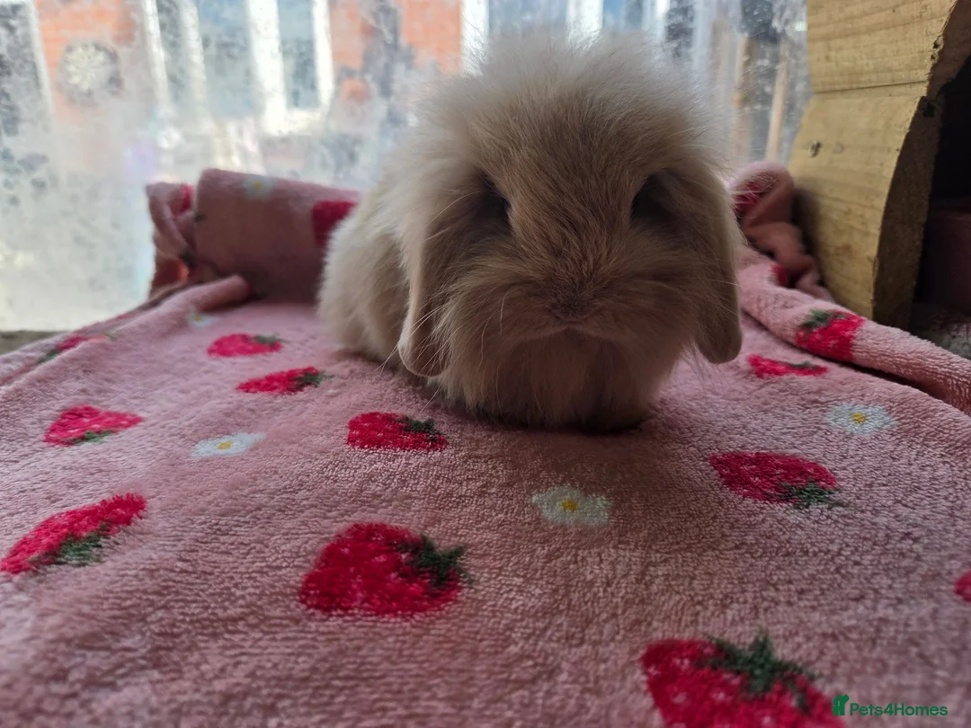 Mini Lion Lop rabbits for sale: True type Teddy lion lops ready to leave 21st Aug - Advert 1