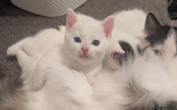 Mixed Breed cats for sale: White male kitten and 2 female kittens - Image 1