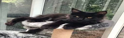 Maine Coon cats for sale: ⚜️ championline maine coon kittens ⚜️ polydactyl - Advert 3