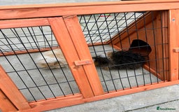 Guinea Pig rodents for sale: Two girl guinea pigs and set up  - Image 7