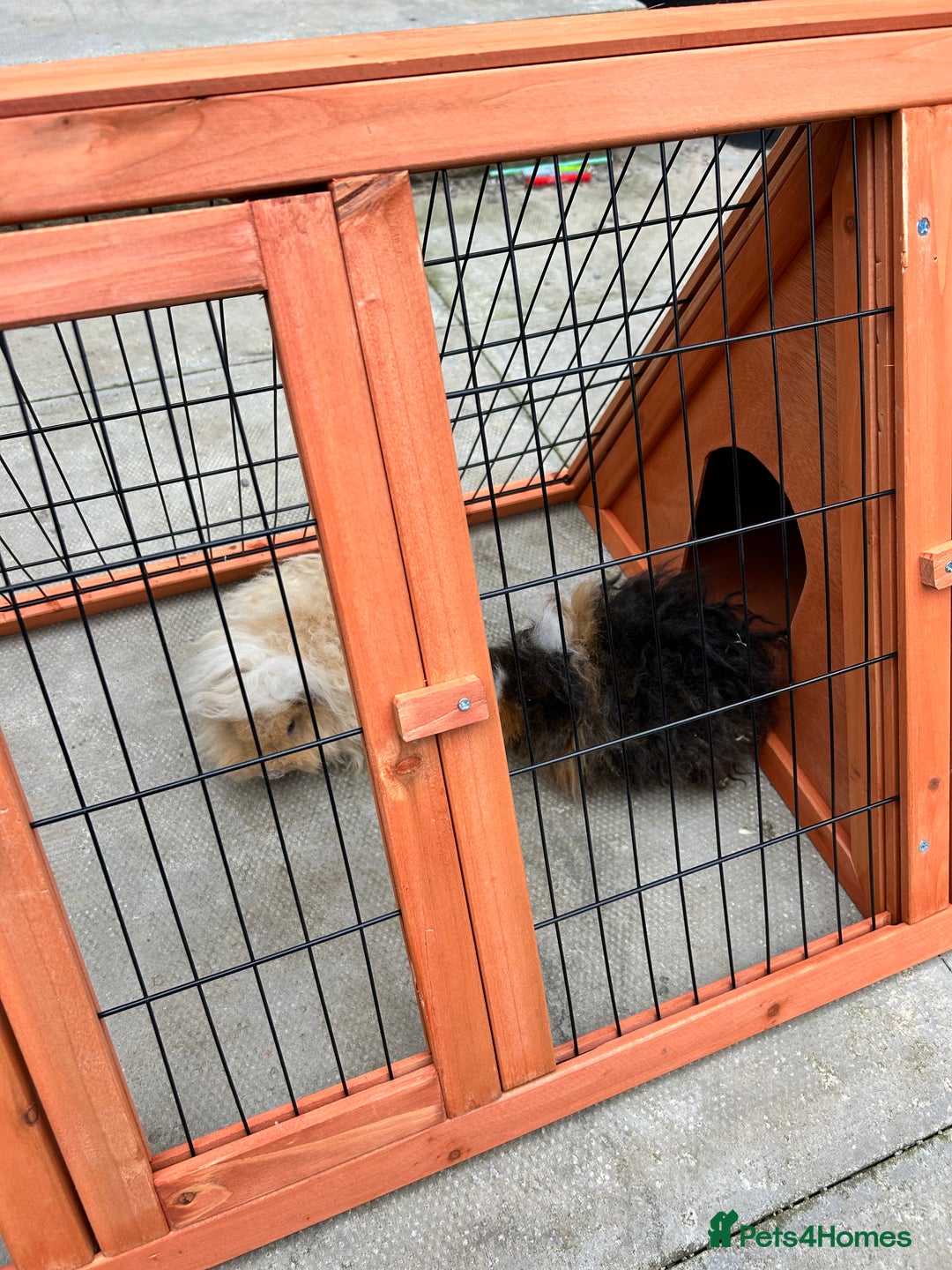 Guinea Pig rodents for sale: Two girl guinea pigs and set up  - Image 7