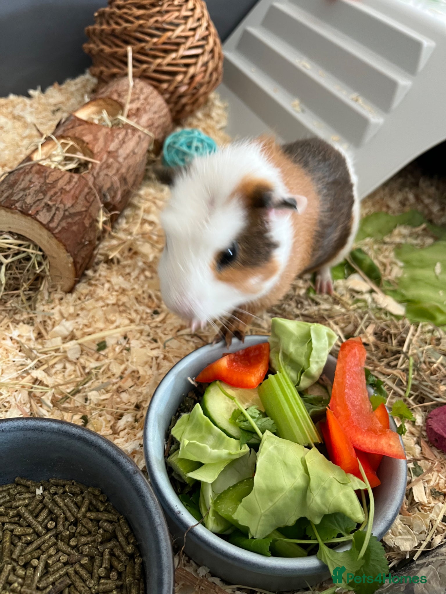 Guinea Pig rodents 2 bonded juvenile male guinea pigs  - Advert 4