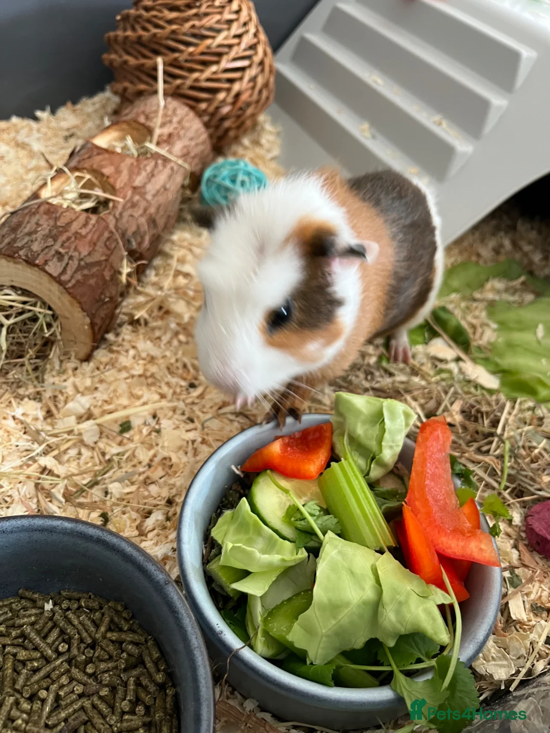 Guinea Pig rodents for sale: 2 bonded juvenile male guinea pigs  in Worcester - Advert 1