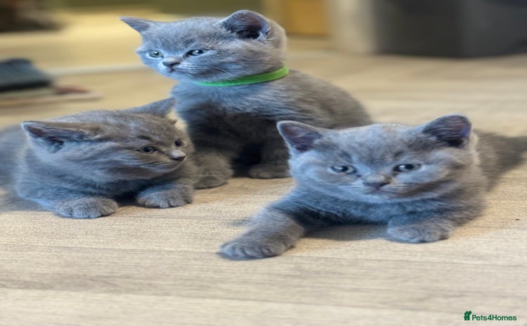 British Shorthair cats - Advert 1
