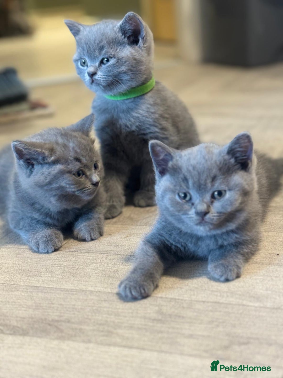 British Shorthair cats for sale: X-4 Gorgeous British-Shorthair Kittens  - Image 1