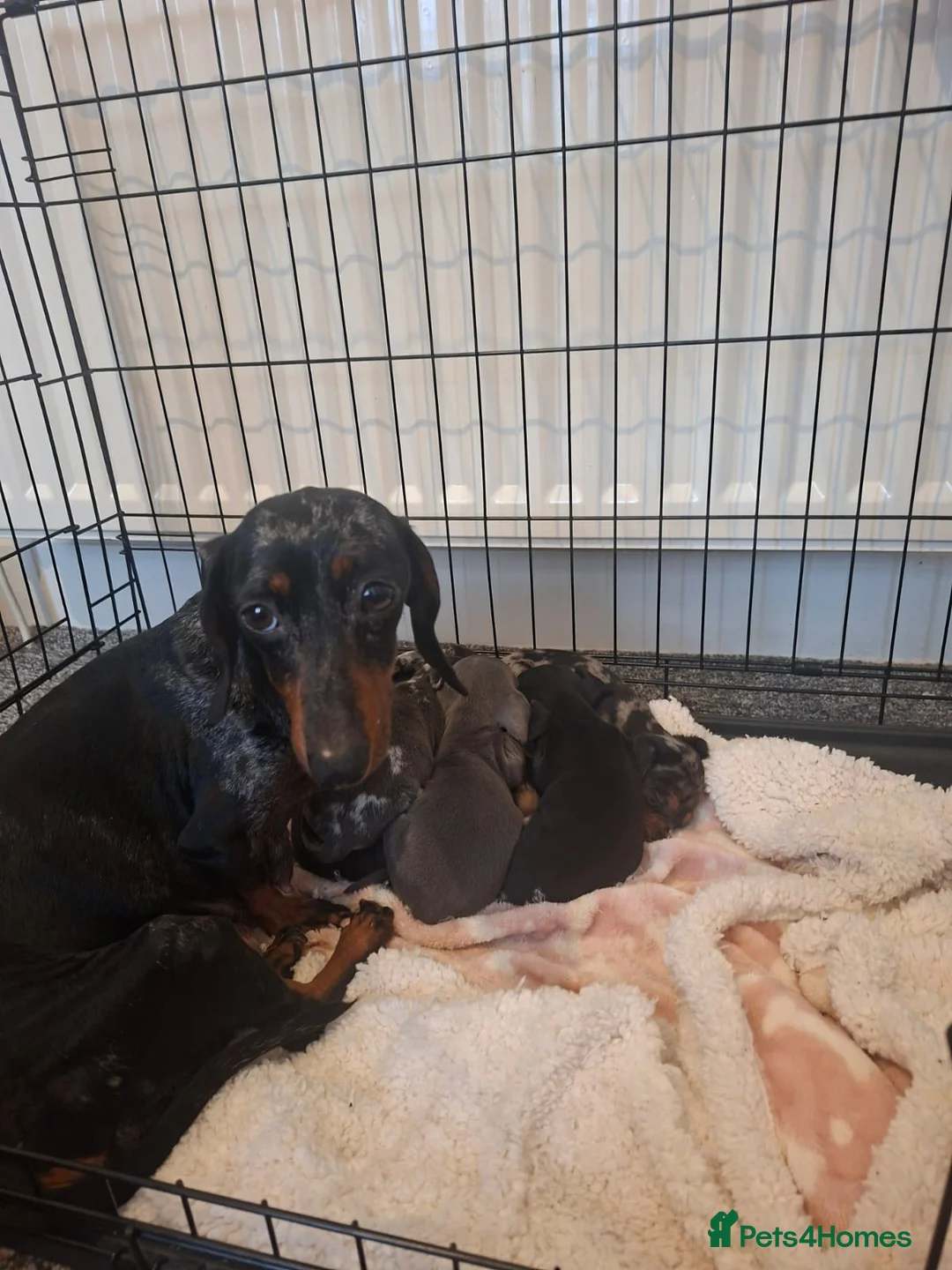 Miniature Dachshund dogs for sale: Miniature dachshund 5 left  - Advert 4