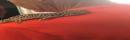 Gecko reptiles for sale: Leopard gecko  in Stafford - Advert 7