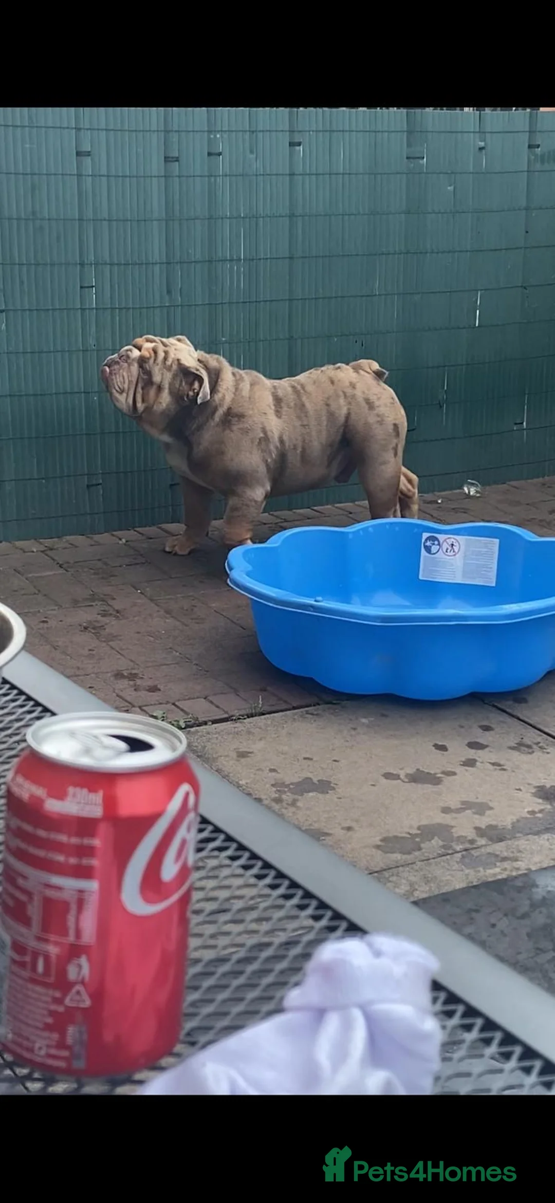 English Bulldog dogs for stud: King bear mcr - Advert 10
