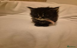 Maine Coon cats for sale: 5 week old Pure Bred Maine Coons for sale. - Image 7