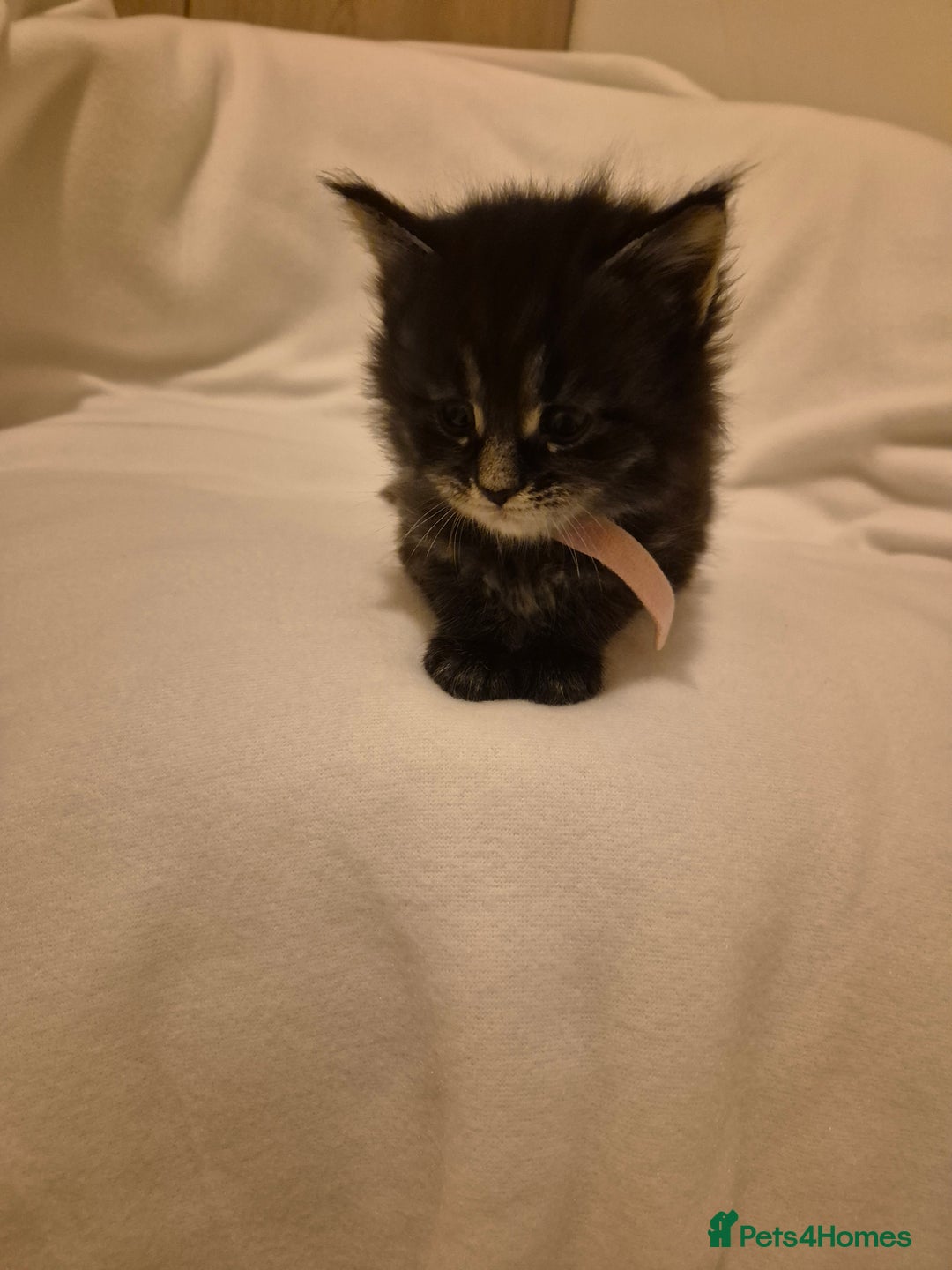 Maine Coon cats for sale: 5 week old Pure Bred Maine Coons for sale. - Image 7