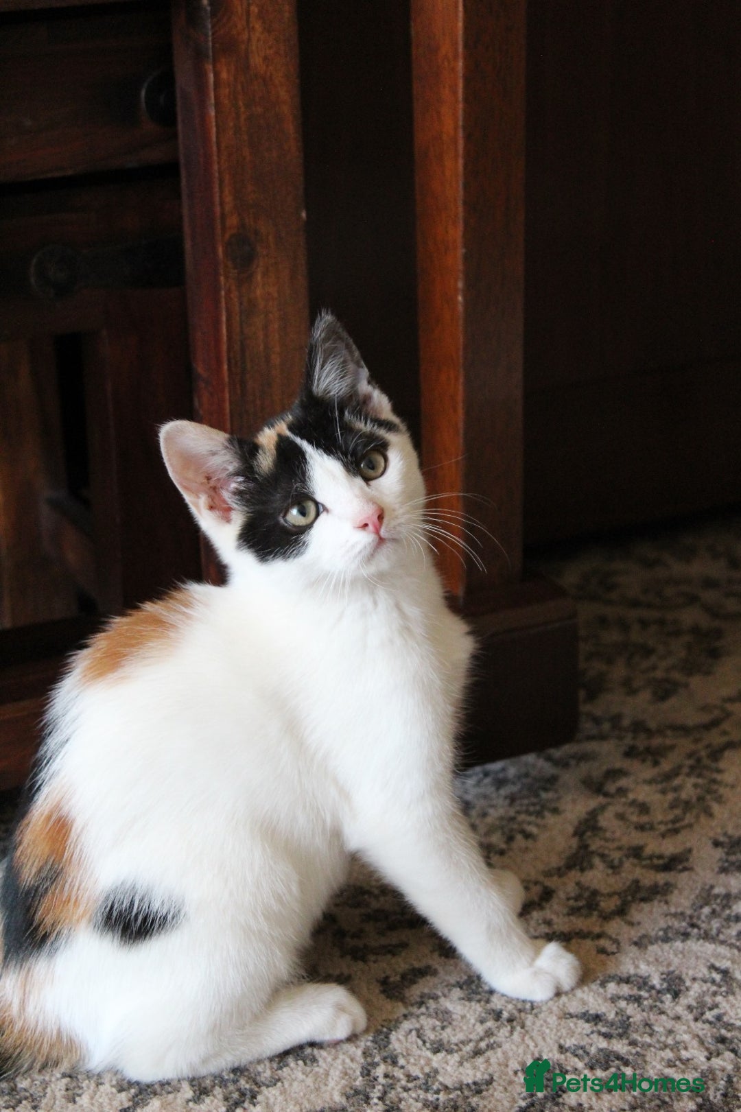 British Shorthair cats for sale: 2 Bundles of Joy!! Ready now!! - Image 13