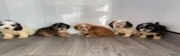 Cockapoo dogs for sale: Beautiful cockapoo puppys - Advert 5