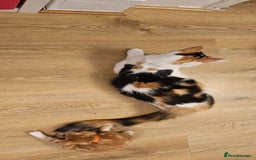 Domestic Shorthair cats for sale: 4 Adorable boys Looking for a Loving Home - Image 18