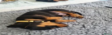 Miniature Dachshund 4