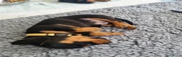 Miniature Dachshund dogs for sale: 2 beautiful black and tan girls  - Advert 3