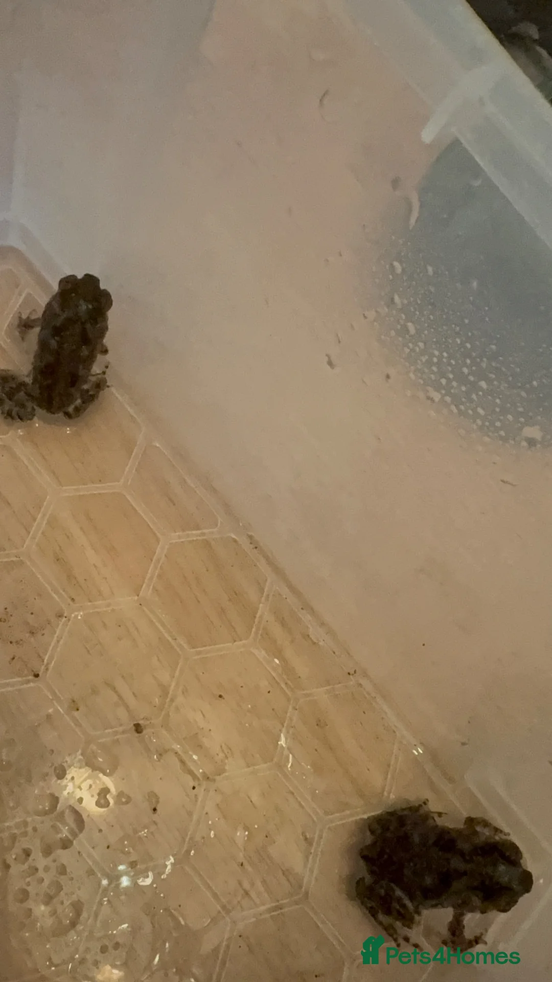 Toad reptiles for sale: 2 Baby Cane Toads - Advert 22