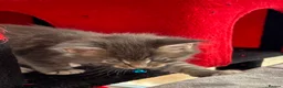 Maine Coon cats for sale: Maine coon kittens - Advert 8