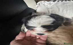 Mixed Breed dogs for sale: Bichon Maltese mix  - Advert 1