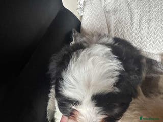 Mixed Breed dogs Bichon Maltese mix - Advert 17