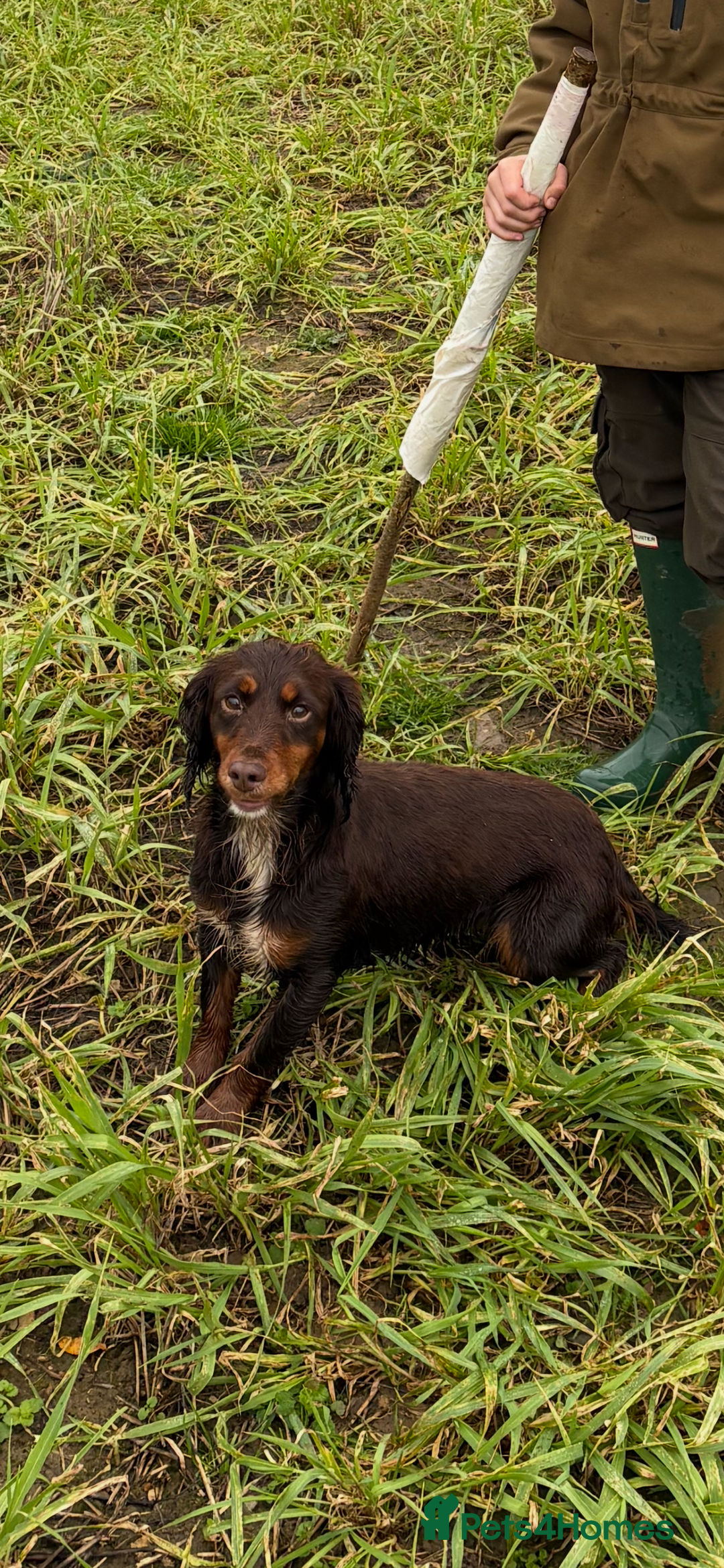 Cocker Spaniel dogs for sale: Cocker spaniel male  - Advert 5
