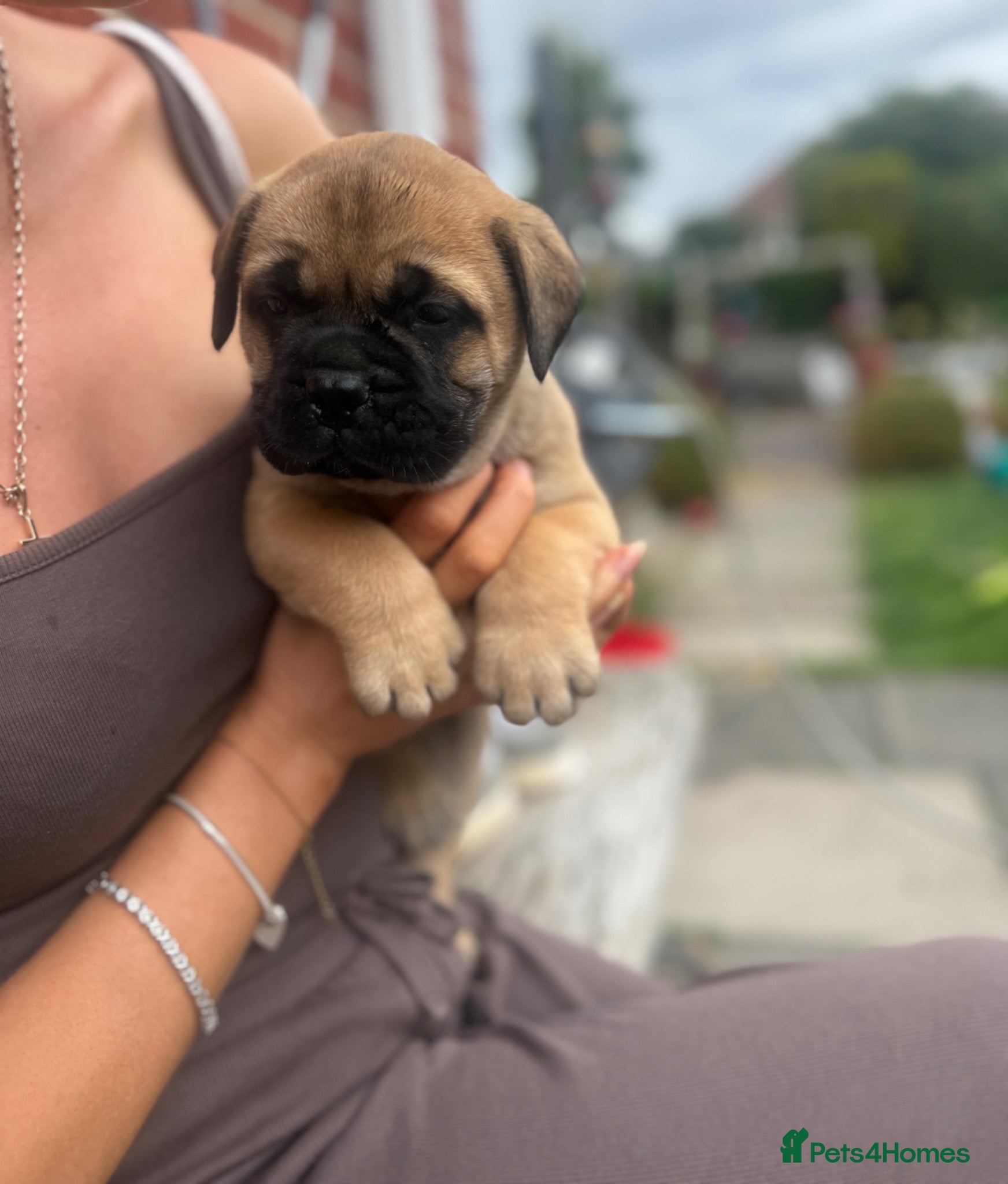 Bullmastiff dogs Rare opportunity bullmastiff dog puppy! - Advert 1