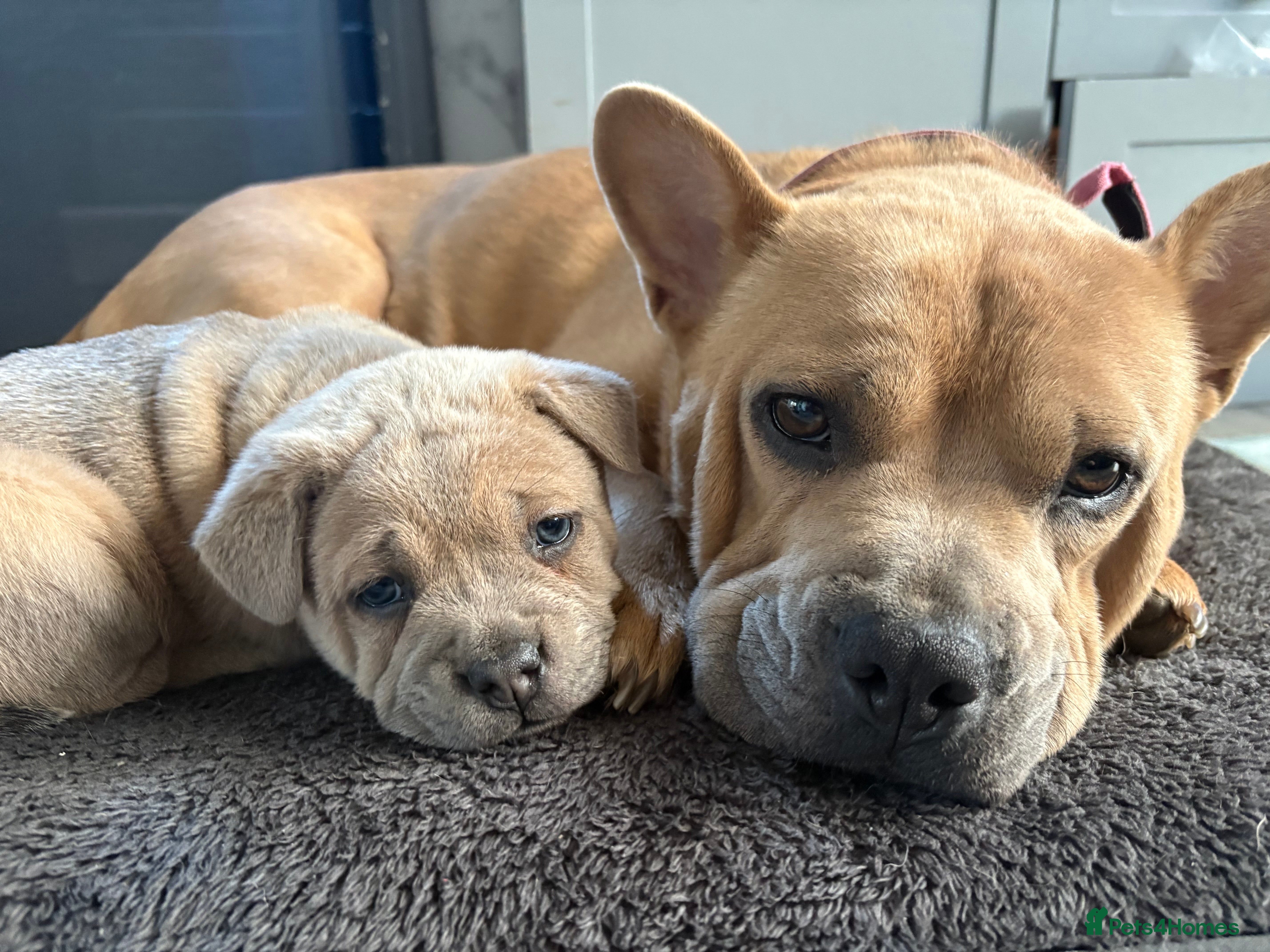 Mixed Breed dogs 🩷 STUNNING FRENCH CHOWS🩵 1 LEFT - Advert 14