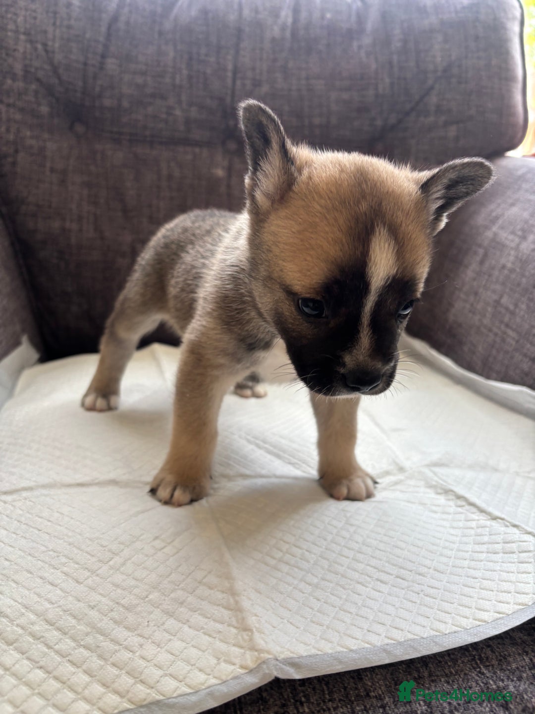 Mixed Breed dogs for sale: Beautiful fluffy puppies  - Image 2