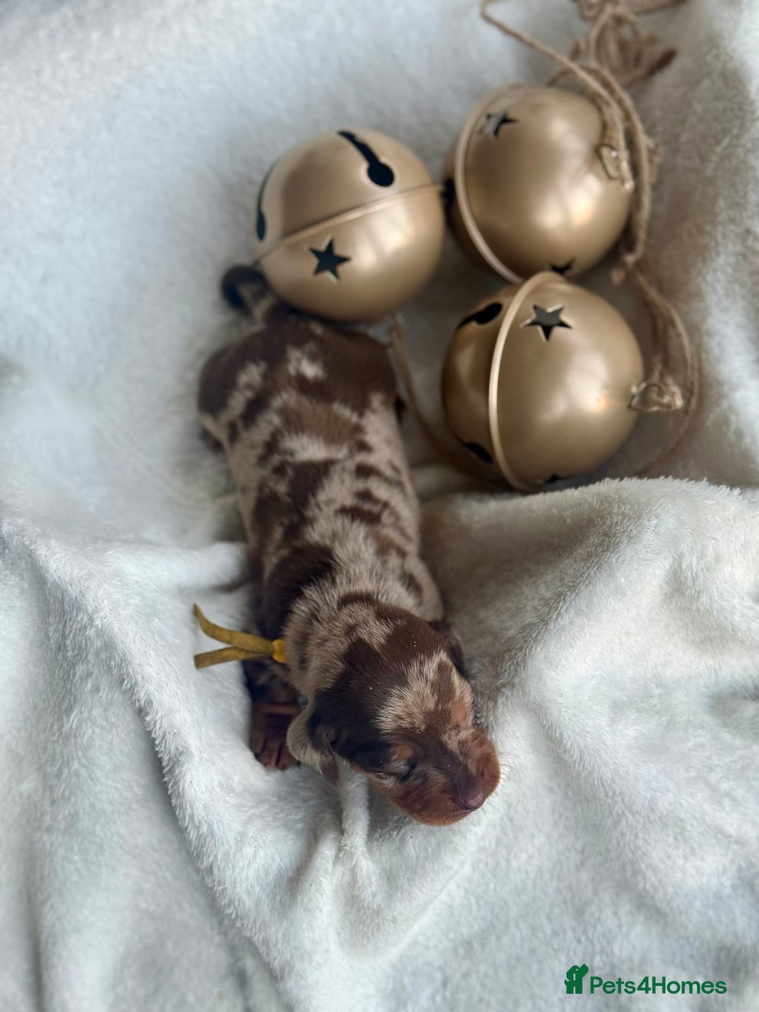 Miniature Dachshund dogs for sale: Kc reg choc tweed dapple & choc n tan  - Advert 9
