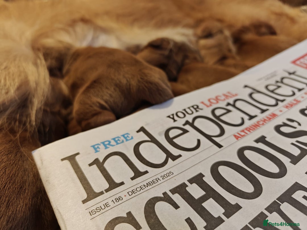 Mini Goldendoodle dogs for sale: Stunning home-bred F1 Goldendoodles,KC REG parents - Advert 12