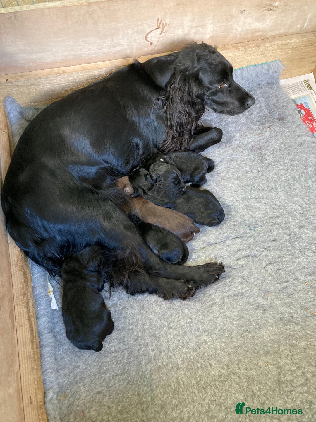 Cocker Spaniel dogs for sale: Working Cocker spaniel  - Advert 6