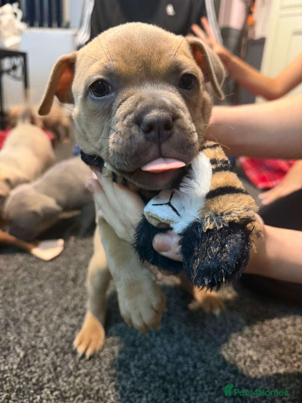 Mixed Breed dogs Puppies for sale  - Advert 4