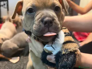 Mixed Breed dogs Puppies for sale - Advert 3