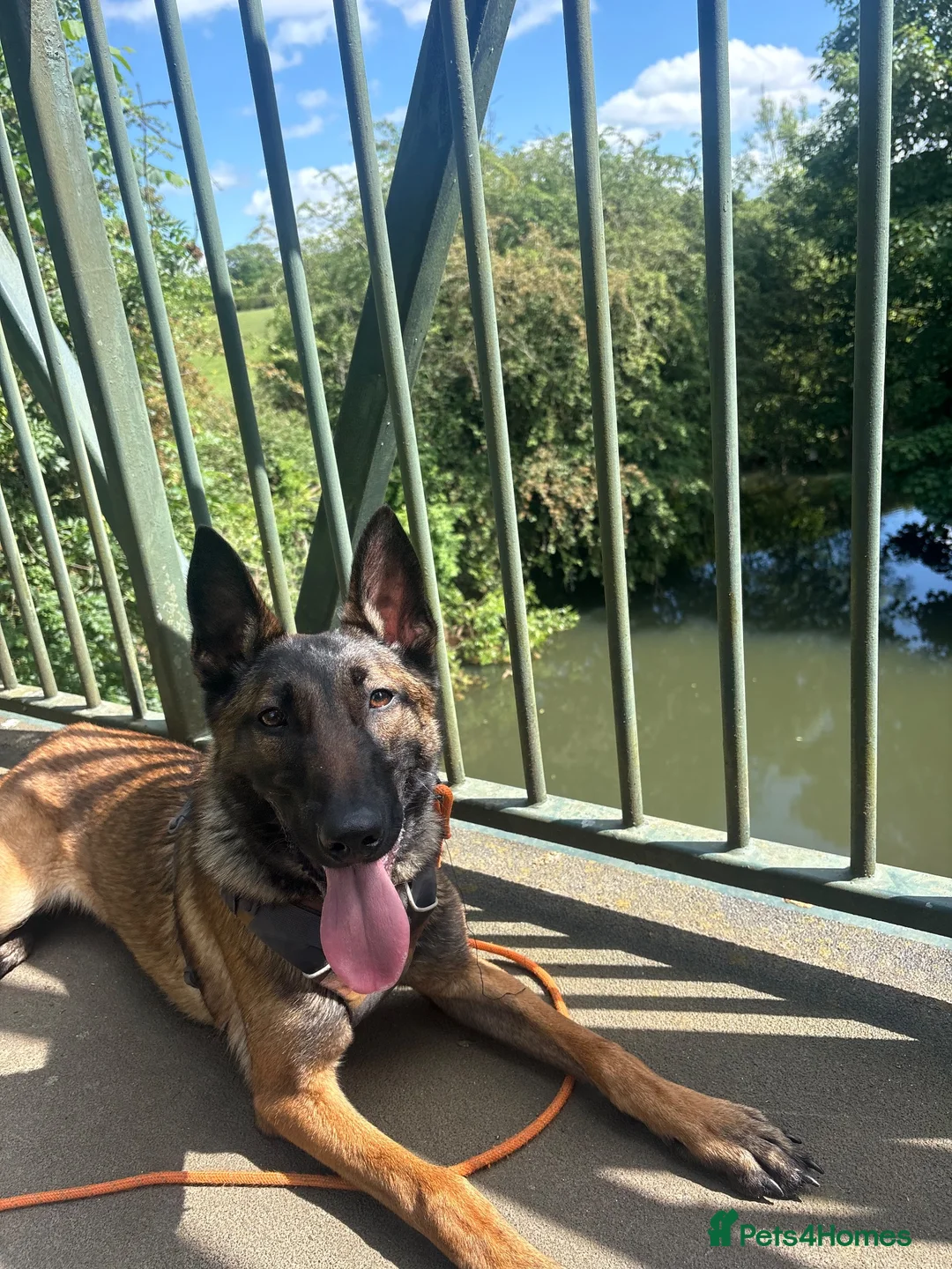 Belgian Shepherd Dog dogs for sale: 1 year old female Belgian malinos  - Advert 2