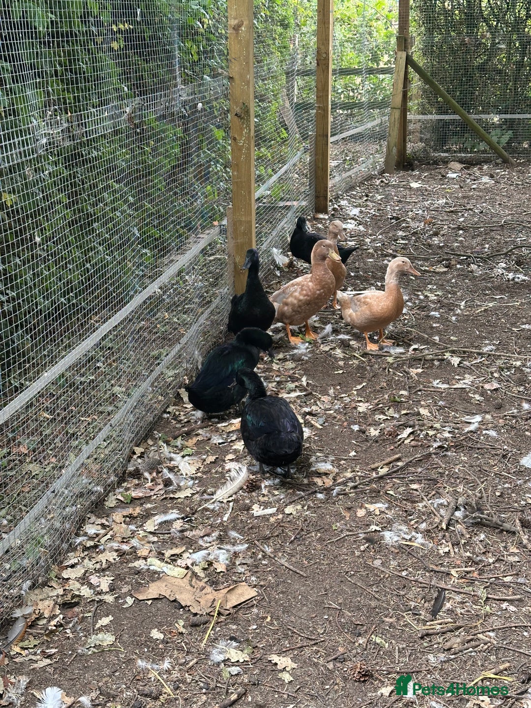 Ducks poultry for sale: Cayuga and Orpington ducks  - Image 5