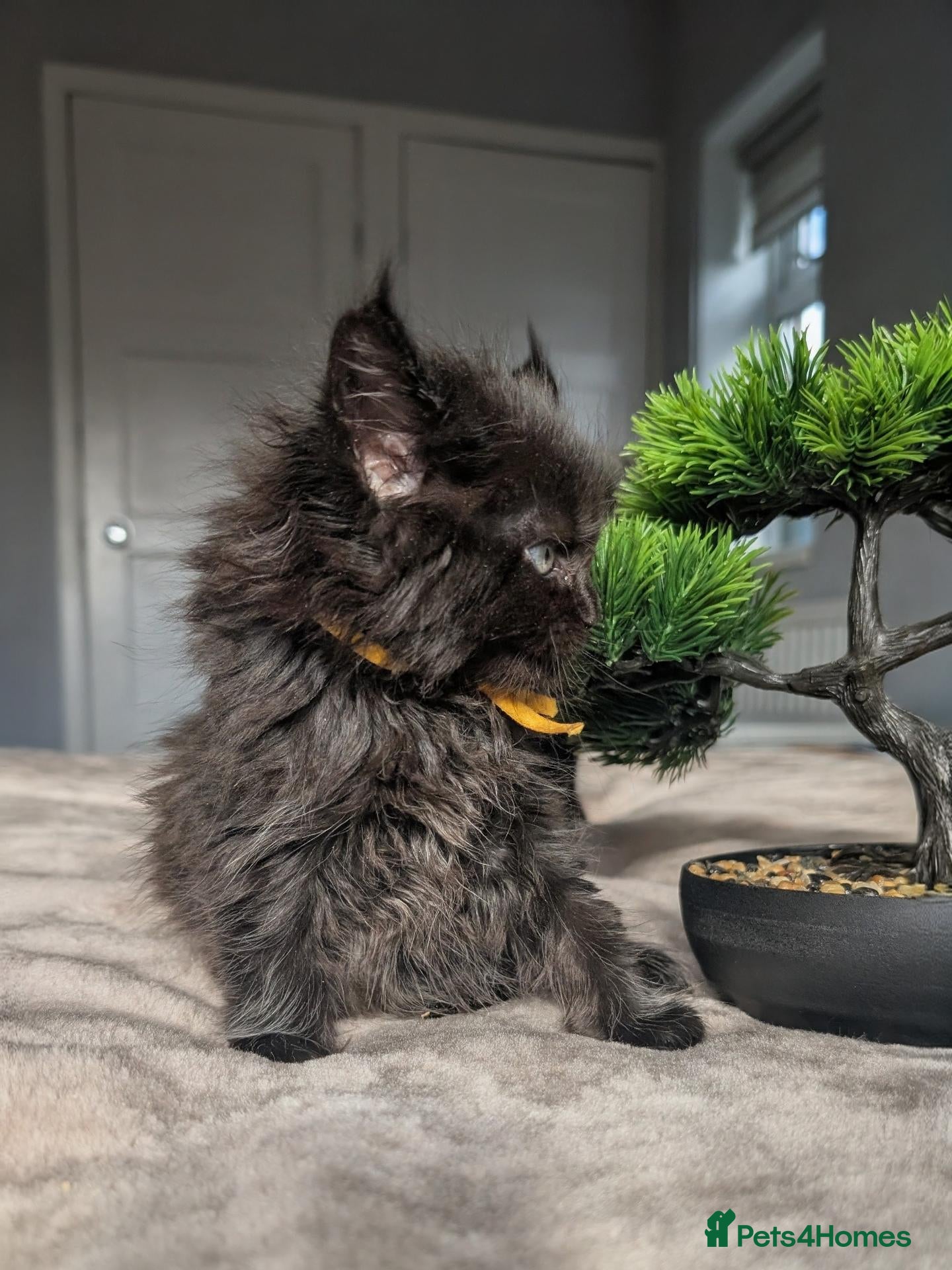 Maine Coon cats Black&Black Smoke Tica registered  - Advert 2